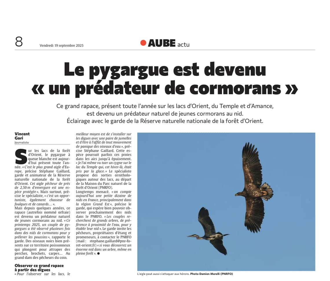 Le Pygargue est devenu “ un prédateur de cormorans”