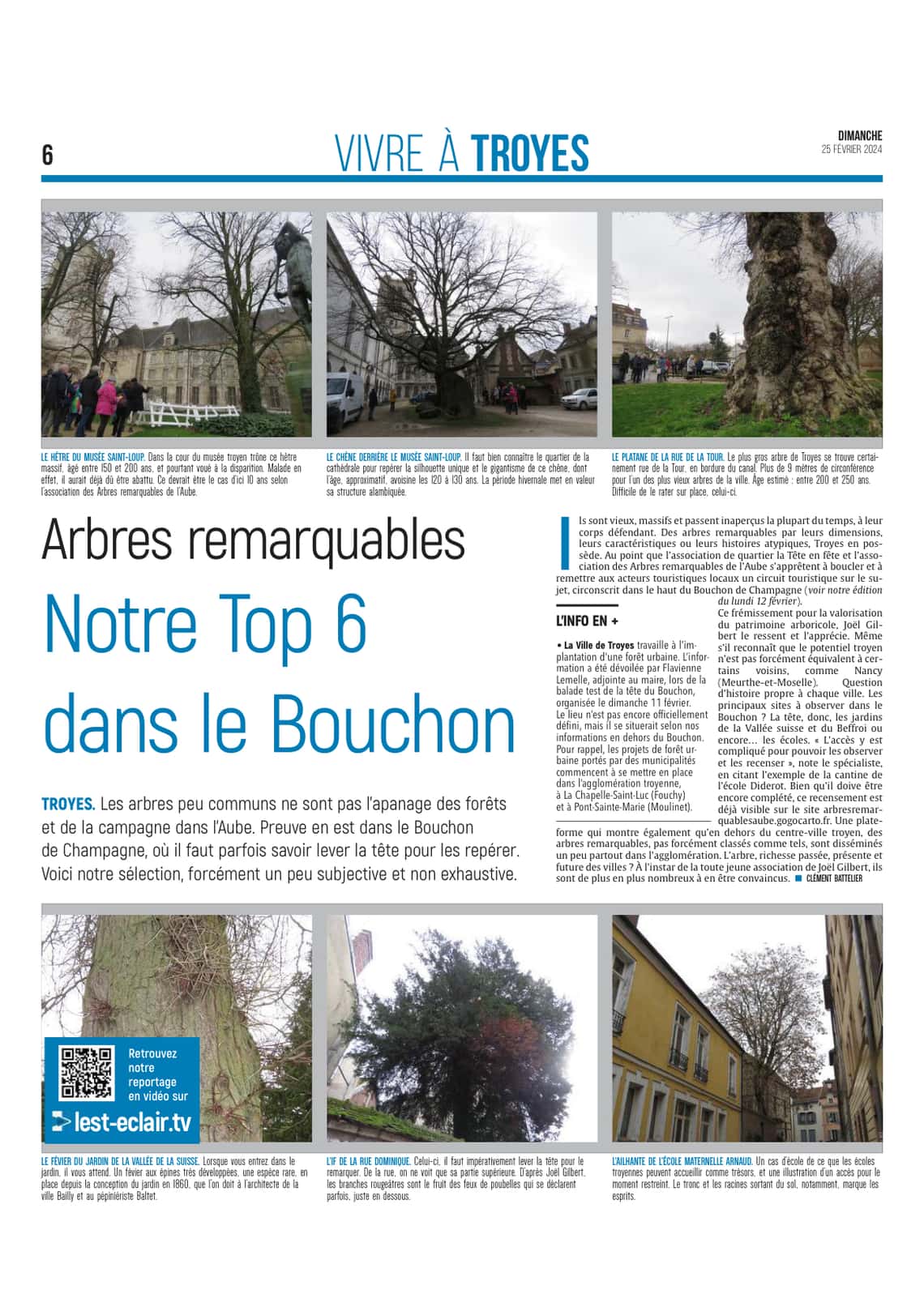 Notre top 6 des arbres remarquables dans le centre-ville de Troyes