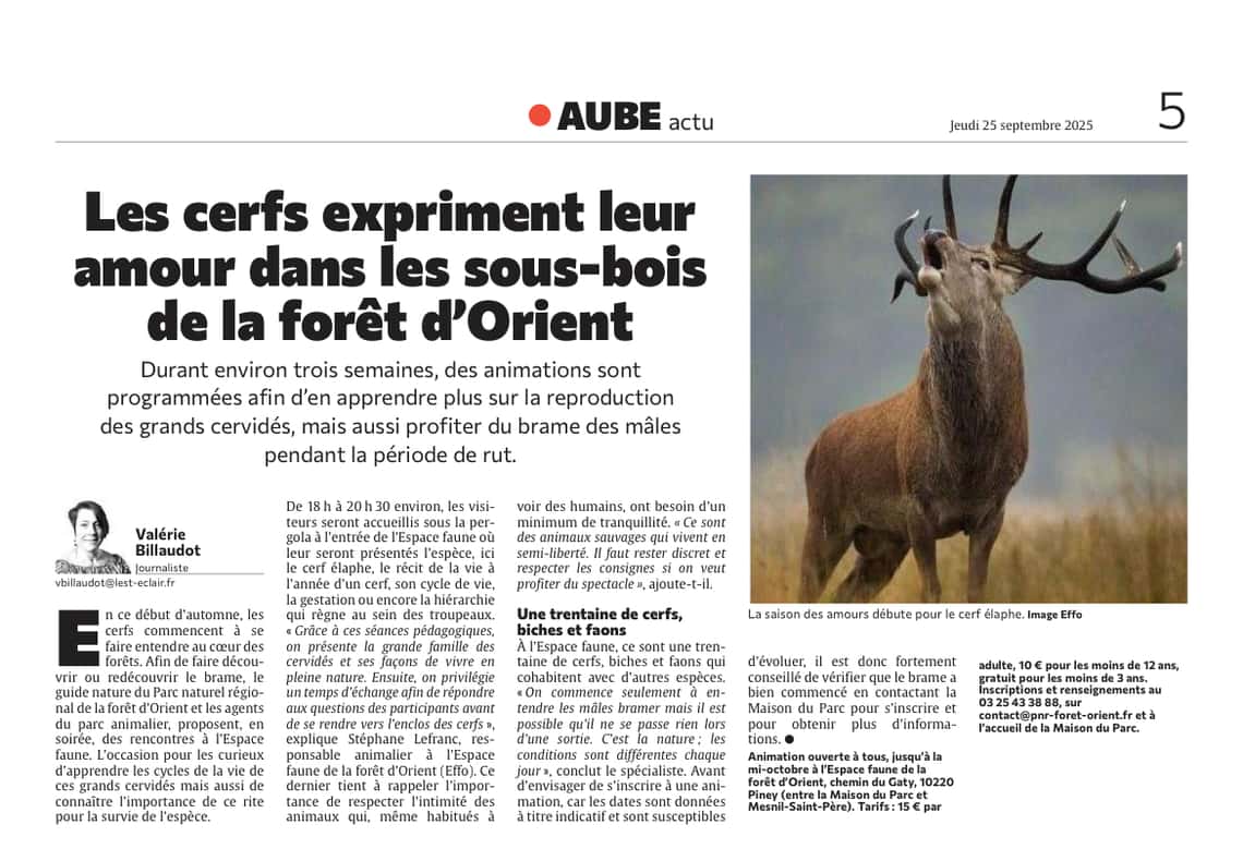 Les cerfs expriment leur amour dans les sous-bois !