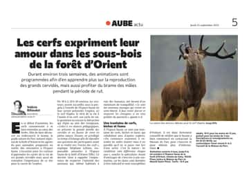 Les cerfs expriment leur amour dans les sous-bois !
