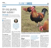 Un coq gaulois bien aubois !