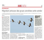 Les grues cendrées font leur migration en avance