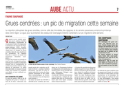 Grues cendrées : un pic de migration cette semaine en Champagne-Ardenne