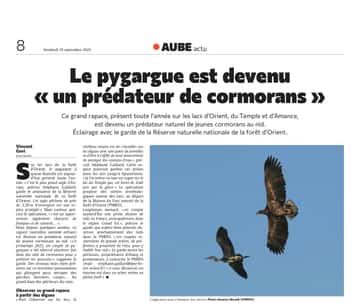 Le Pygargue est devenu “ un prédateur de cormorans”