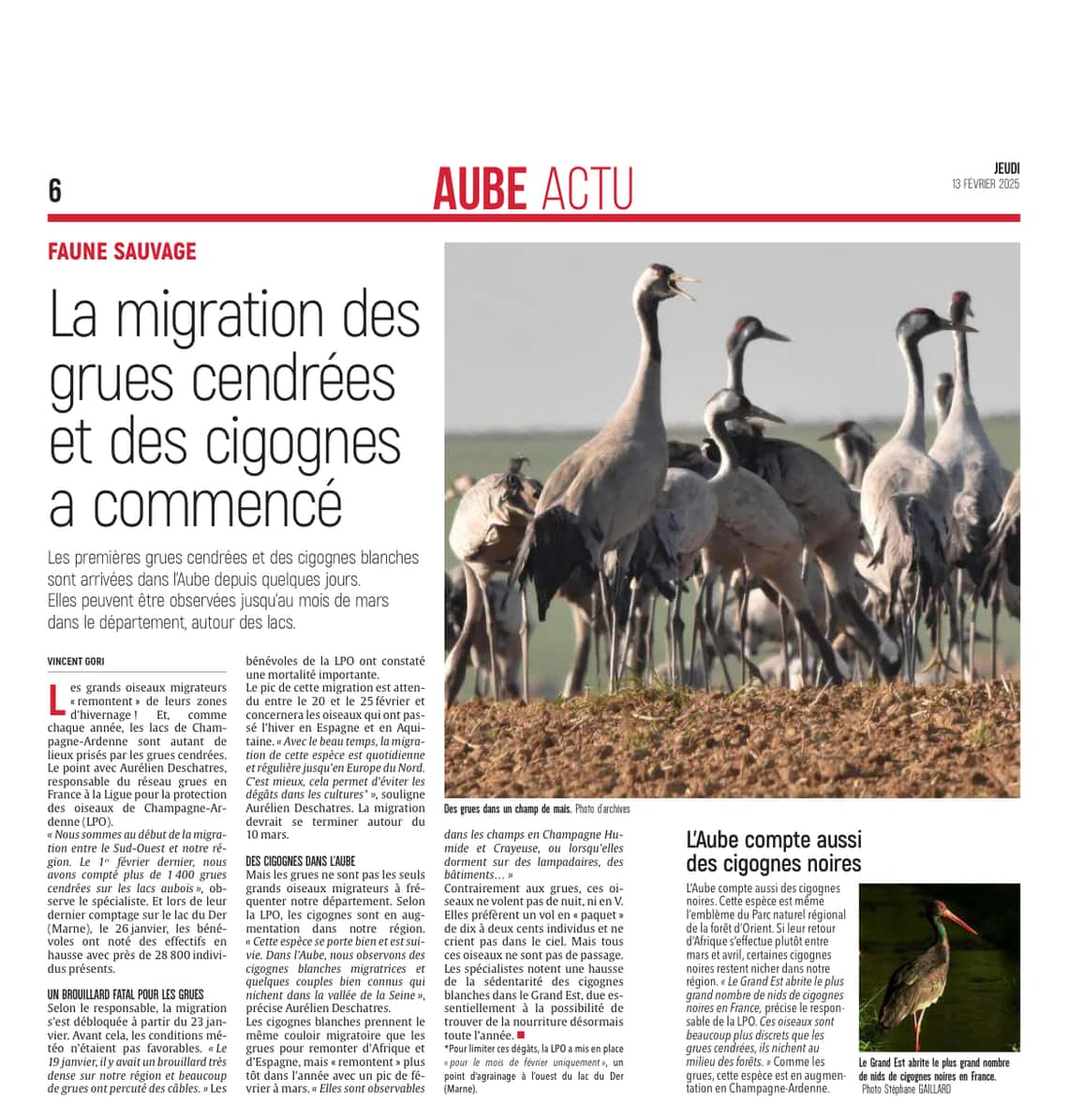 Migration : des grues cendrées et des cigognes dans l’Aube