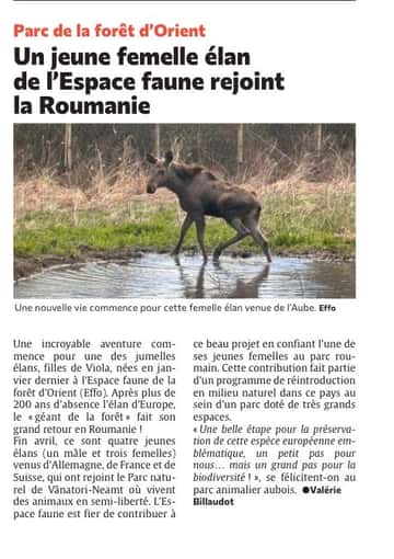 Un jeune femelle élan de l’Espace faune rejoint la Roumanie