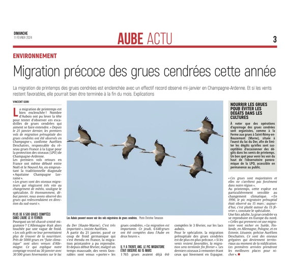 Les grues cendrées font leur migration en avance