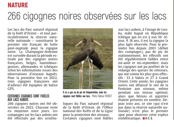 266 cigognes noires observées sur les lacs de l’Aube