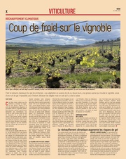 Coup de froid sur le vignoble