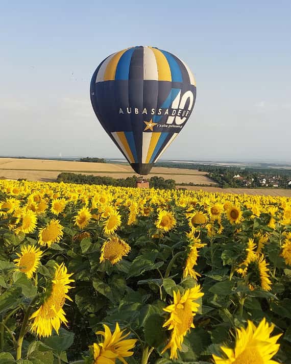 La tête tournée vers le soleil !