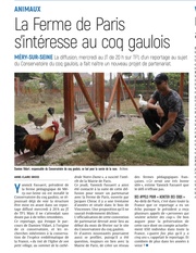 La Ferme de Paris s’intéresse au conservatoire du coq gaulois