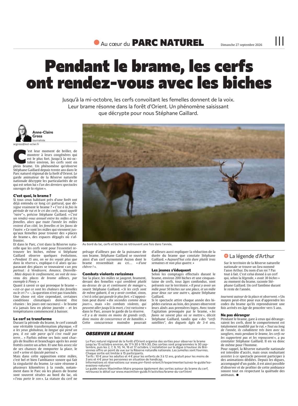 Pendant le brame, les cerfs ont rendez-vous avec les biches