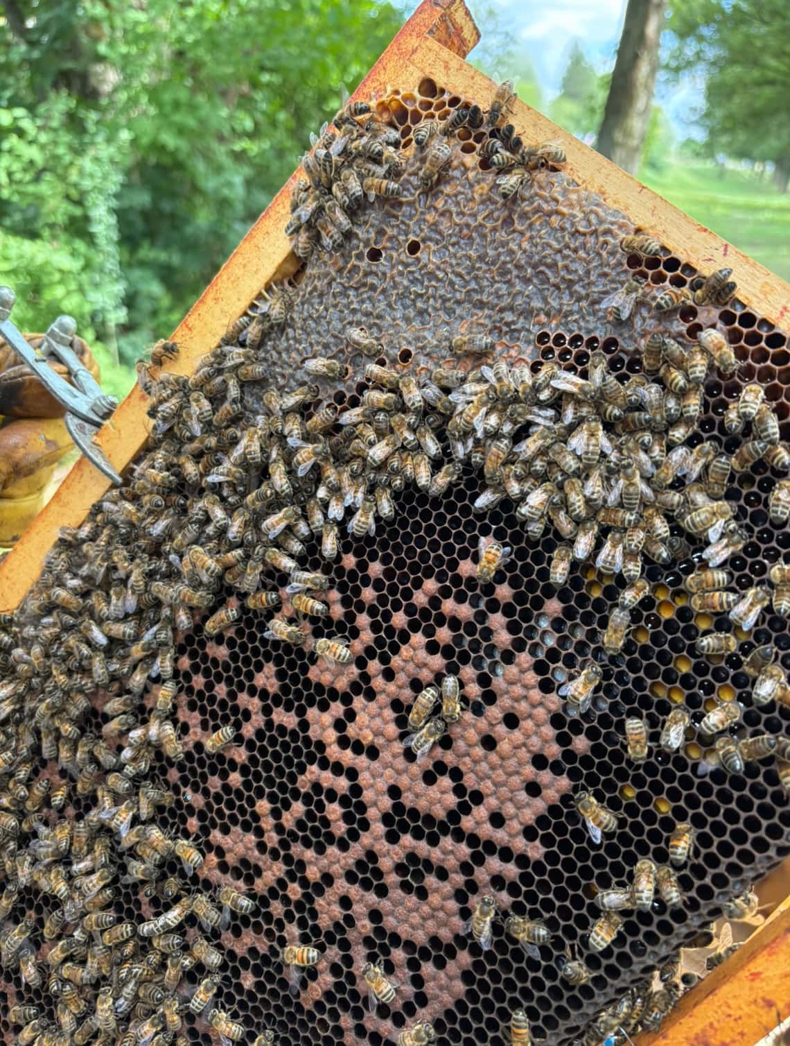 Notre communauté a maintenant ses ruches .... et son miel !
