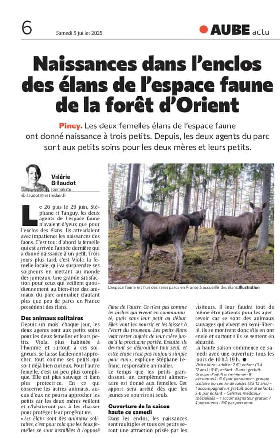 Des naissances dans l’enclos des élans de l’espace faune de la forêt d’Orient
