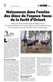 Des naissances dans l’enclos des élans de l’espace faune de la forêt d’Orient