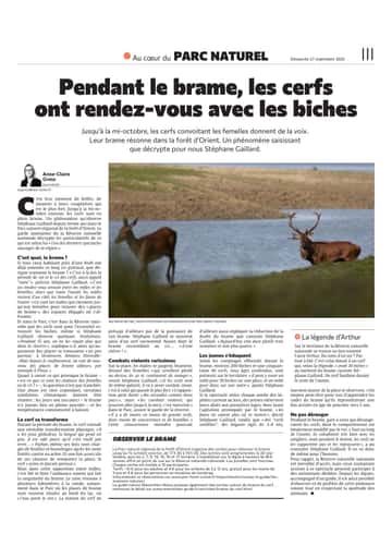 Pendant le brame, les cerfs ont rendez-vous avec les biches