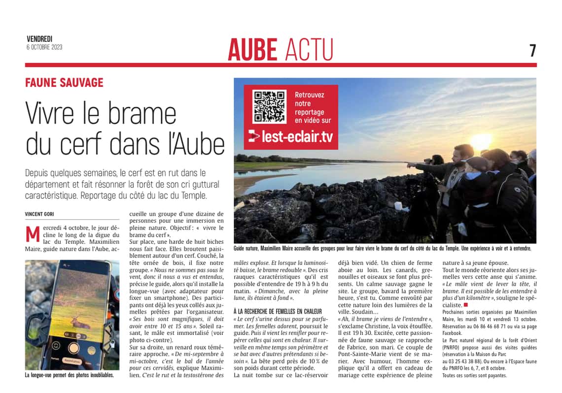 Vivre le brame du cerf dans l’Aube !