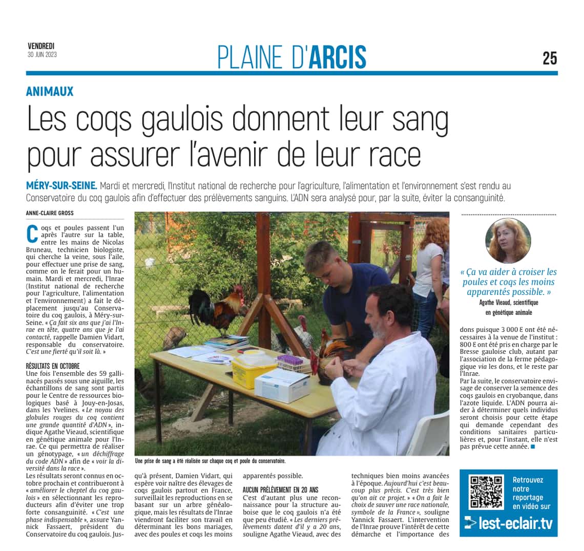 Les coqs gaulois donnent leur sang pour assurer l’avenir de leur race.