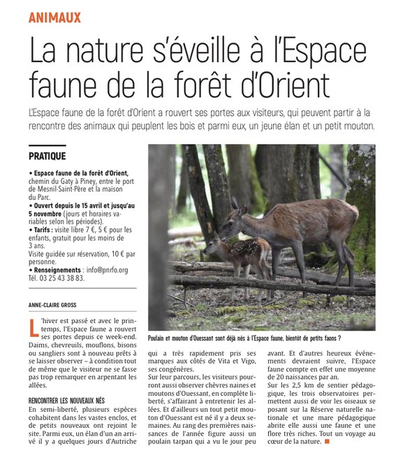 A la rencontre des animaux de la forêt