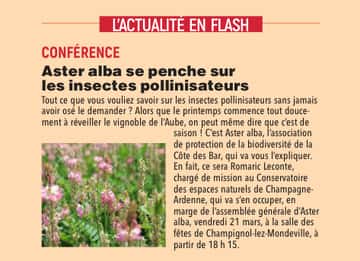Nos Aubassadeurs d'Aster alba se penche sur les insectes pollinisateurs