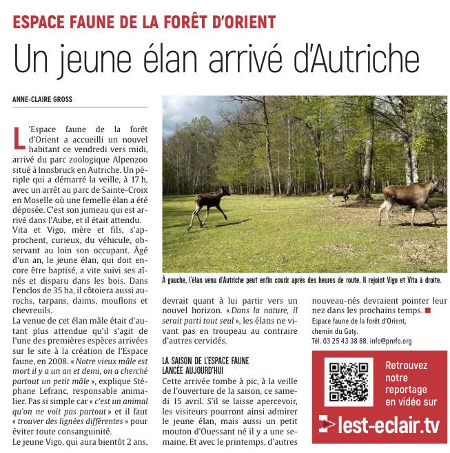 Un jeune élan arrivé d'Autriche.