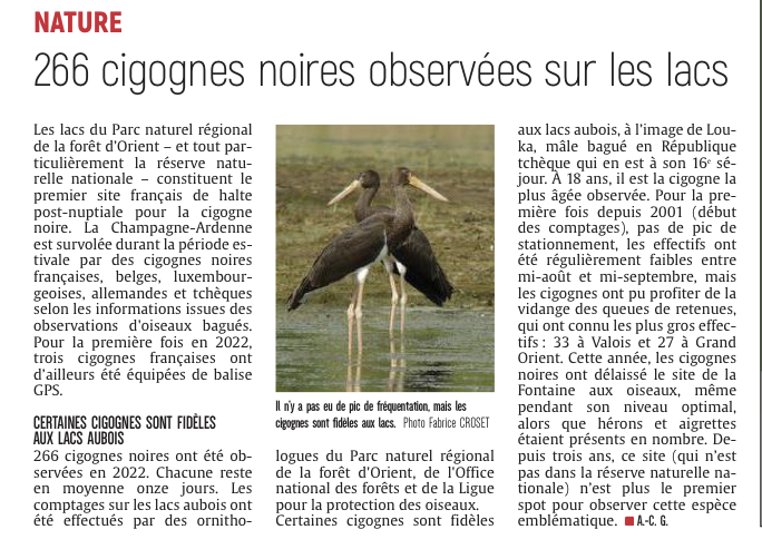 266 cigognes noires observées sur les lacs de l’Aube